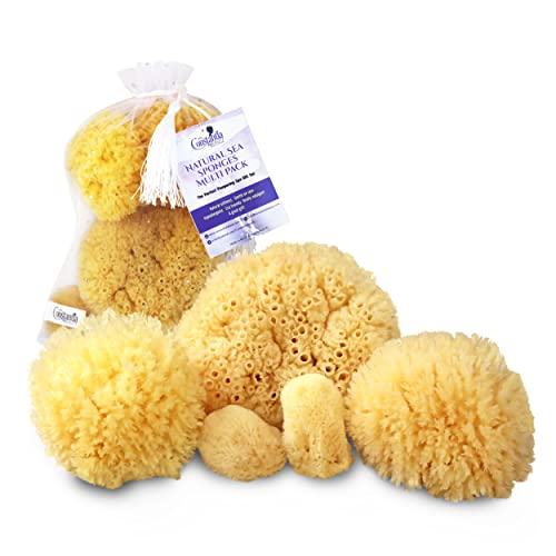 Real Natural Sea Sponges Multipack - 5pc Spa Gift Set in Premium Bag, Kind on Skin, For Bath Shower Facial Cleansing, Pamper Moms Brides Girlfriends & Teens by Constantia Beauty®
